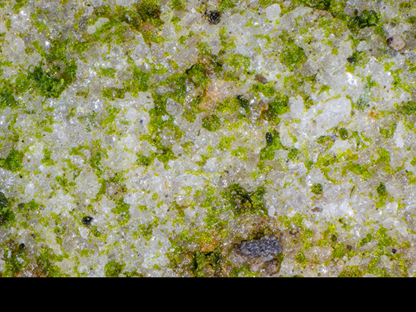 Green alga and silicate crystals