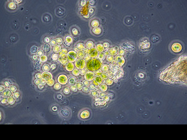 Green algal cells