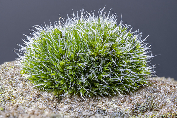 Grimmia pulvinata, Grey-cushioned Grimmia