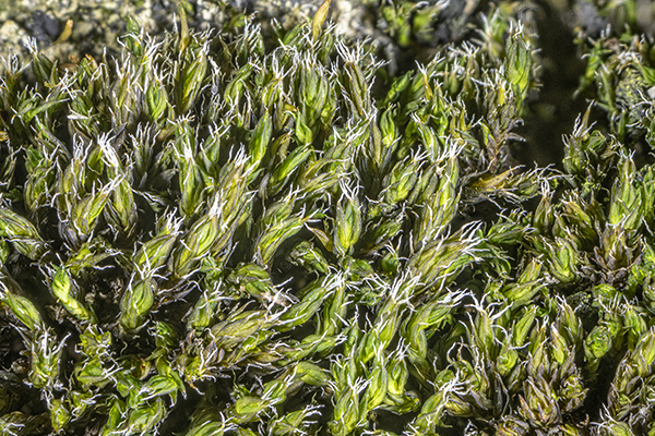 Grimmia torquata, Twisted Grimmia