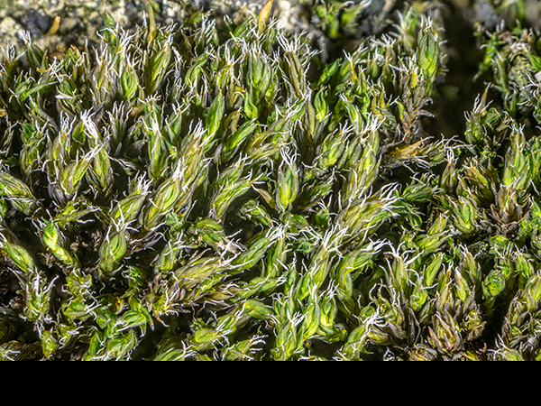 Grimmia torquata, Twisted Grimmia