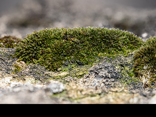 Grimmia torquata, Twisted Grimmia