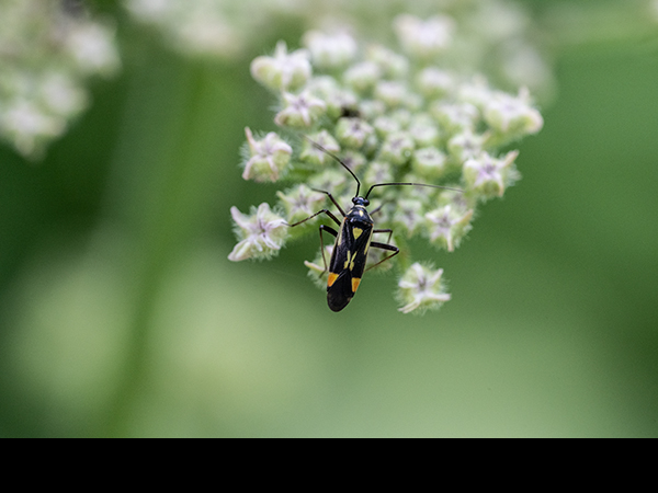 Grypocoris stysi, Mirid Bug