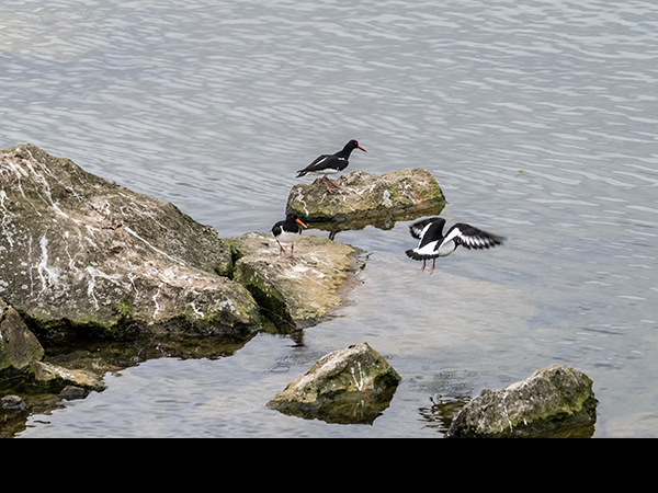 Haematopus ostralegus, Oystercatcher