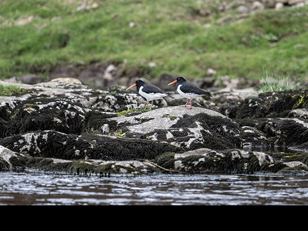 Haematopus ostralegus, Oystercatcher