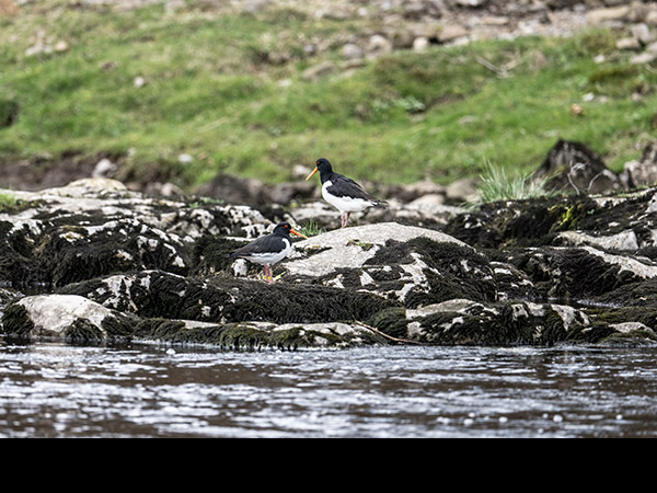 Haematopus ostralegus, Oystercatcher