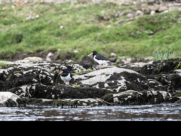 Haematopus ostralegus, Oystercatcher