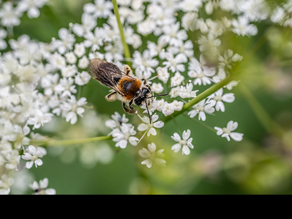 Halictus rubicundus, Orange-legged Furrow Bee