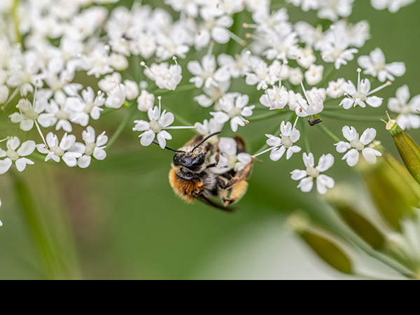 Halictus rubicundus, Orange-legged Furrow Bee