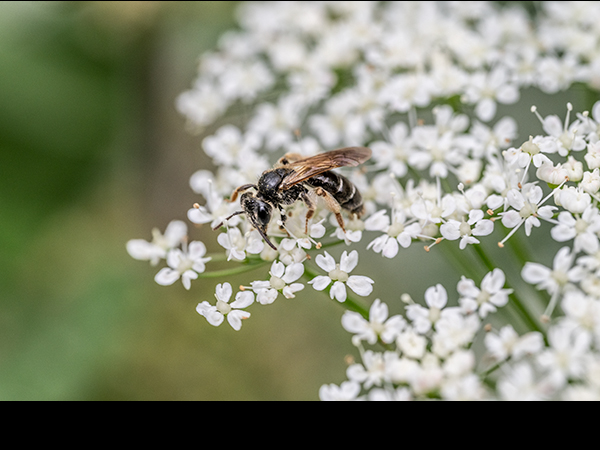 Halictus rubicundus, Orange-legged Furrow Bee