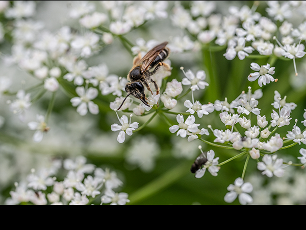 Halictus rubicundus, Orange-legged Furrow Bee