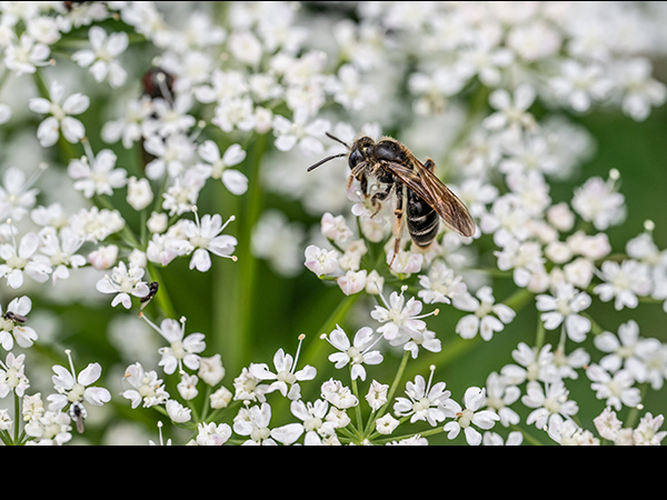 Halictus rubicundus, Orange-legged Furrow Bee