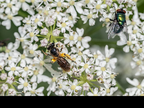 Halictus rubicundus, Orange-legged Furrow Bee
