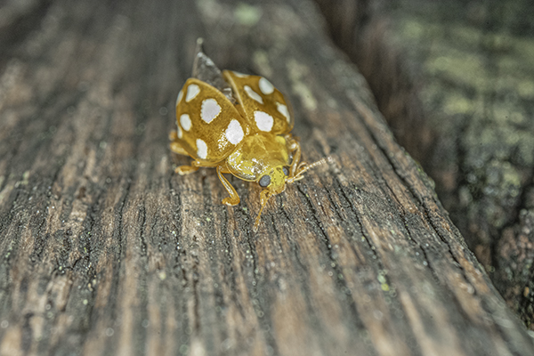 Halyzia sedecimguttata, Orange Ladybird