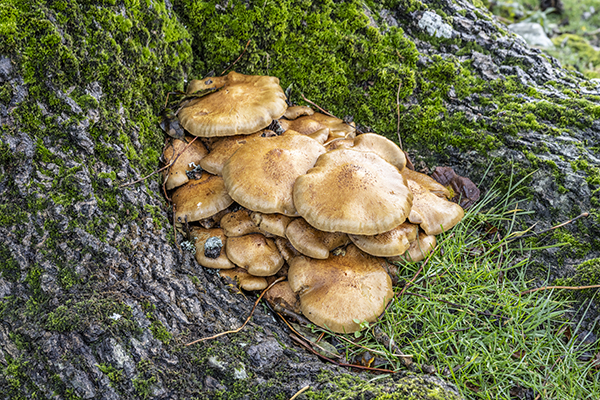 Hebeloma sinapizans,  Bitter Poisonpie