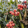 Hedges