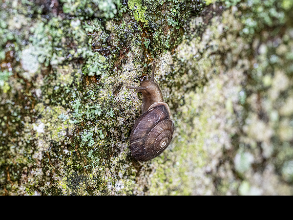 Helicigona lapicida, Lapidary Snail