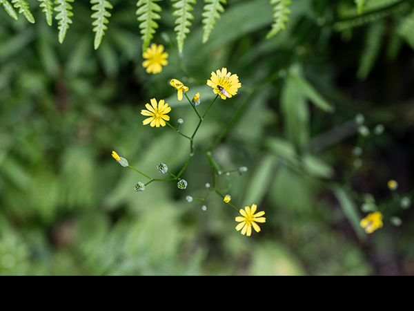 Hieracium umbellatum, Narrow-leaved Hawkweed