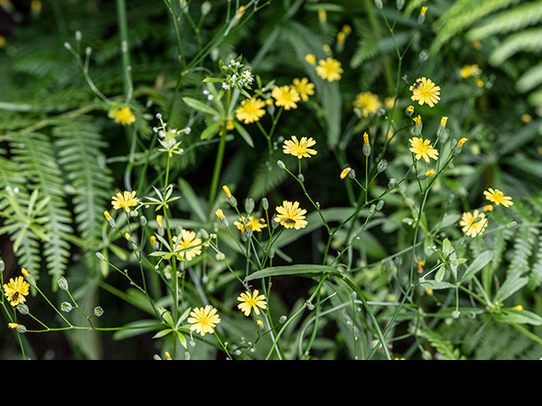 Hieracium umbellatum, Narrow-leaved Hawkweed