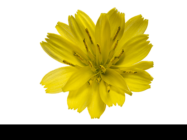 Hieracium umbellatum, Narrow-leaved Hawkweed