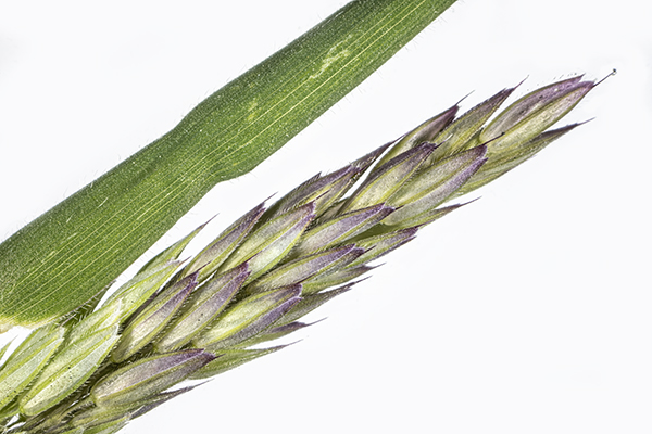 Holcus lanatus, Yorkshire-fog