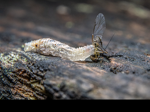 Hoverfly larva feeding on Aphid
