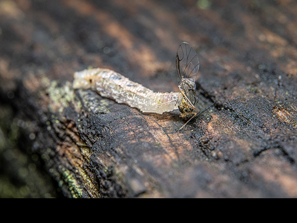 Hoverfly larva feeding on Aphid