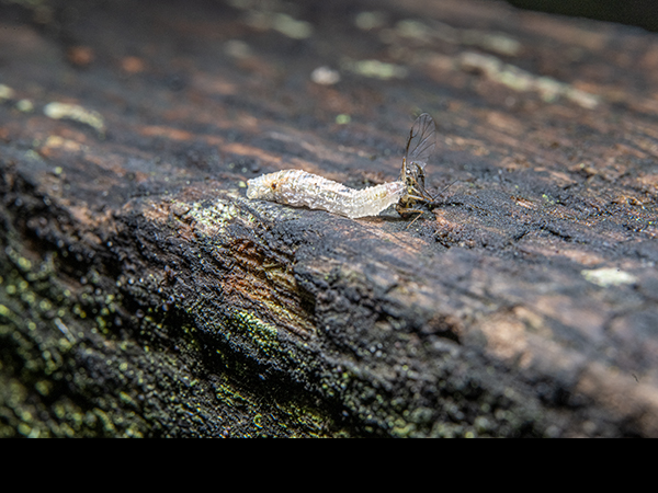 Hoverfly larva feeding on Aphid