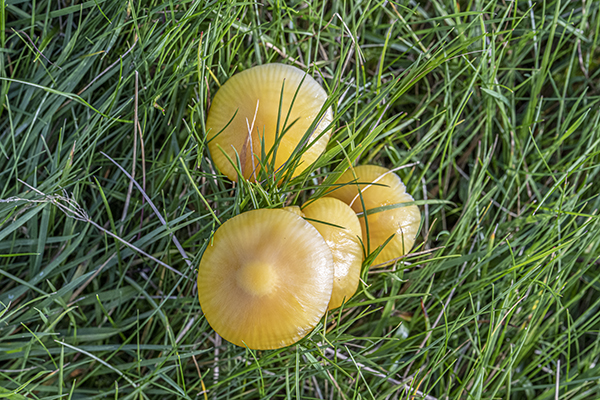 Hygrocybe chlorophana, Golden waxcap