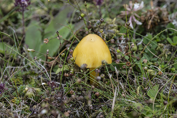 Hygrocybe persistens, Persistent Waxcap