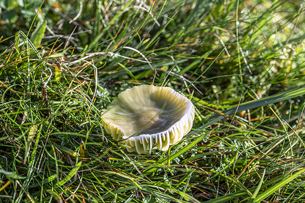 Hygrocybe psittacina, Parrot Waxcap