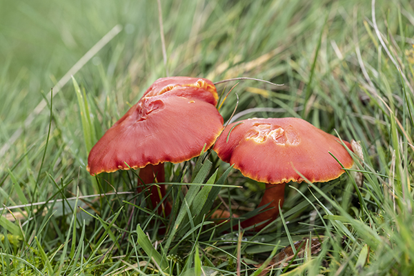 Hygrocybe reidii, Honey waxcap