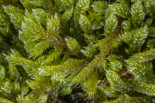 Hypnum cupressiforme, Cypress-leaved Plait-moss