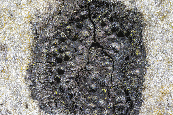 Hypoxylon fuscum, Hazel Woodwart