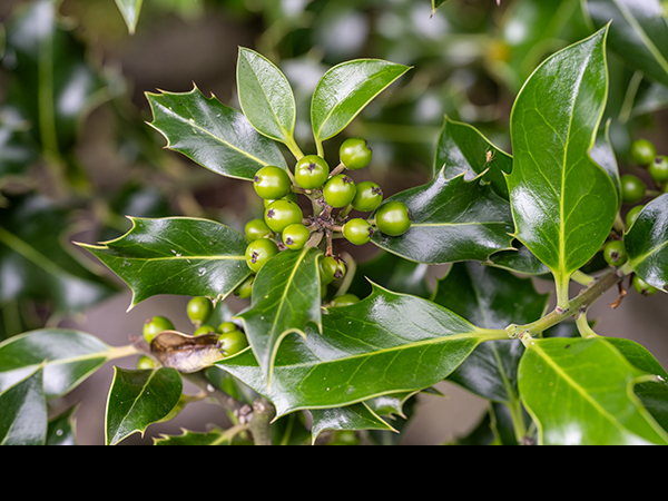 Ilex aquifolium, Holly, female