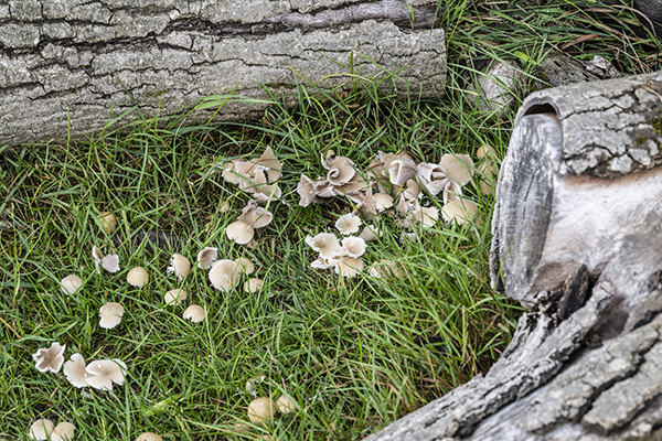 Inocybe geophylla, White Fibrecap