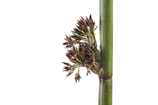 Juncus effusus, Soft Rush