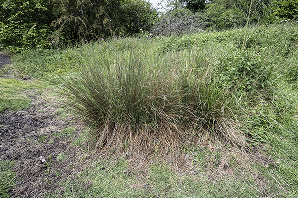Juncus inflexus, Hard Rush