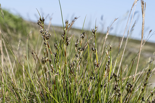Juncus squarrosus, Heath Rush