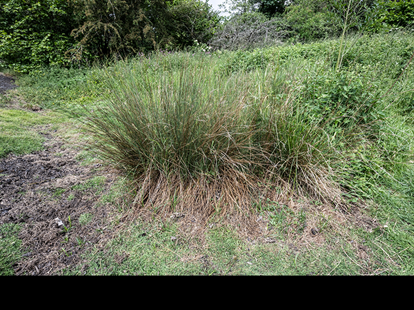 Juncus inflexus, Hard Rush
