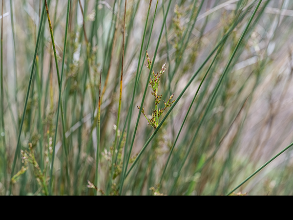 Juncus inflexus, Hard Rush