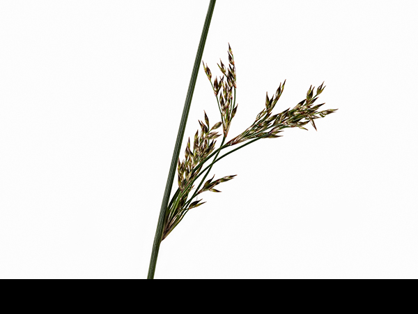 Juncus inflexus, Hard Rush