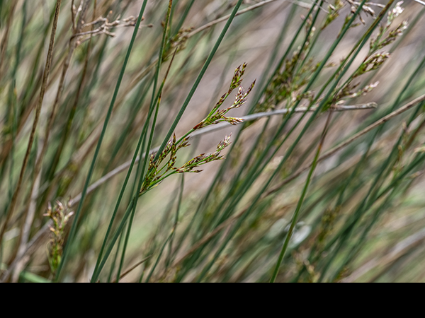 Juncus inflexus, Hard Rush