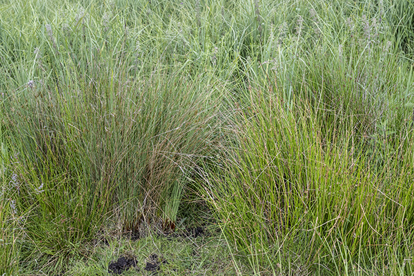 Juncus inflexus, Hard Rush