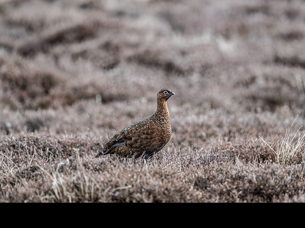 Lagopus lagopus, Red Grouse