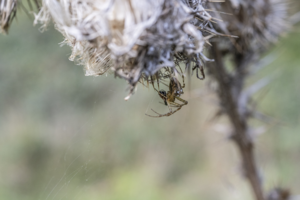 Larinioides cornutus, Orb weaving spider