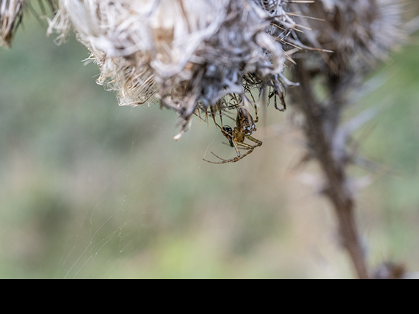 Larinioides cornutus, Orb weaving spider