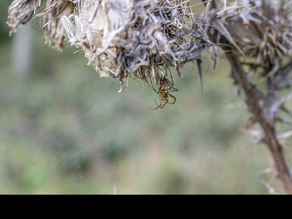 Larinioides cornutus, Orb weaving spider