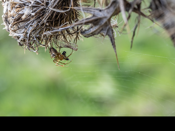 Larinioides cornutus, Orb weaving spider