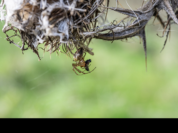 Larinioides cornutus, Orb weaving spider